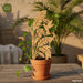 Support Plant Stakes SVG Bundle - Svg Ocean